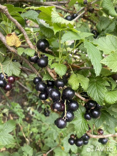 Малина, крыжовник, смородина, клубника, земляника