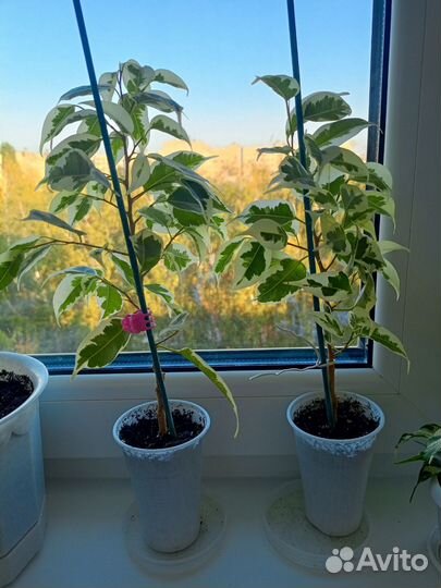 Фикус бенджамина пестролистный