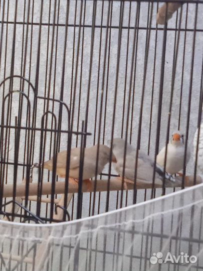 Зебровые амадины