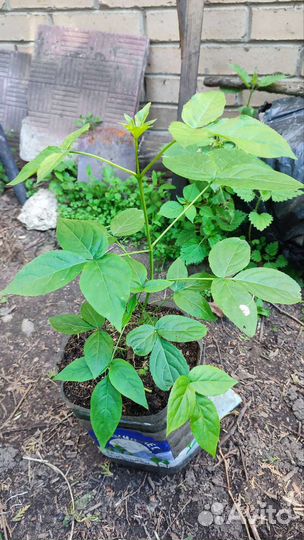 Декоративные многолетние растения