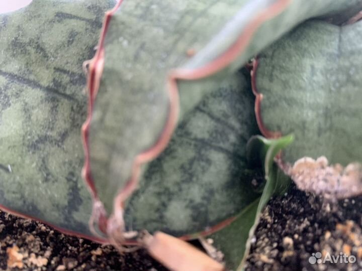 Сансевиерии Star C.Gran., Green, T.Gree,Цил