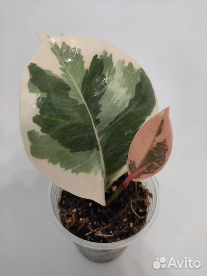 Фикус эластика Тинеке