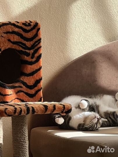 Отдам кошечку в хорошие добрые руки