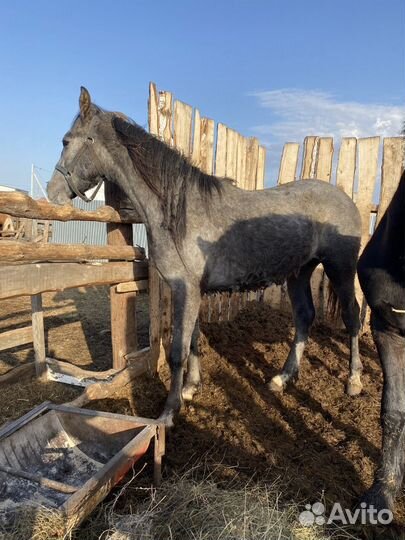 Продам коней