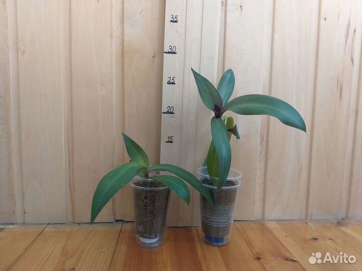 Рэо и Сциндапсус лиана