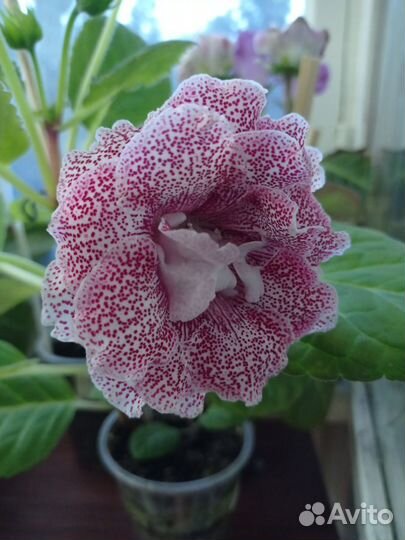 Цветущие глоксинии