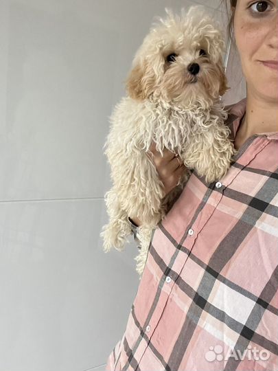 Мальтипу ф1 мальчик курносик ваниль