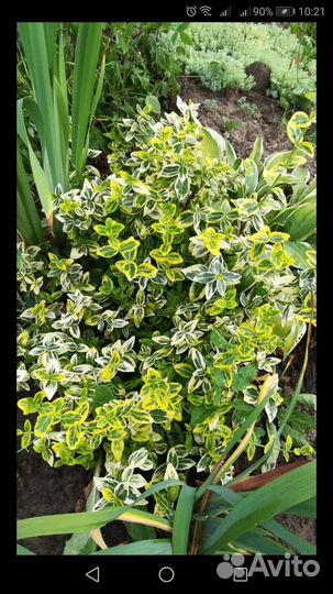 Садовые многолетники