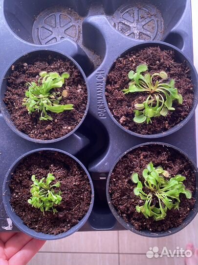 Венерина мухоловка (детки)