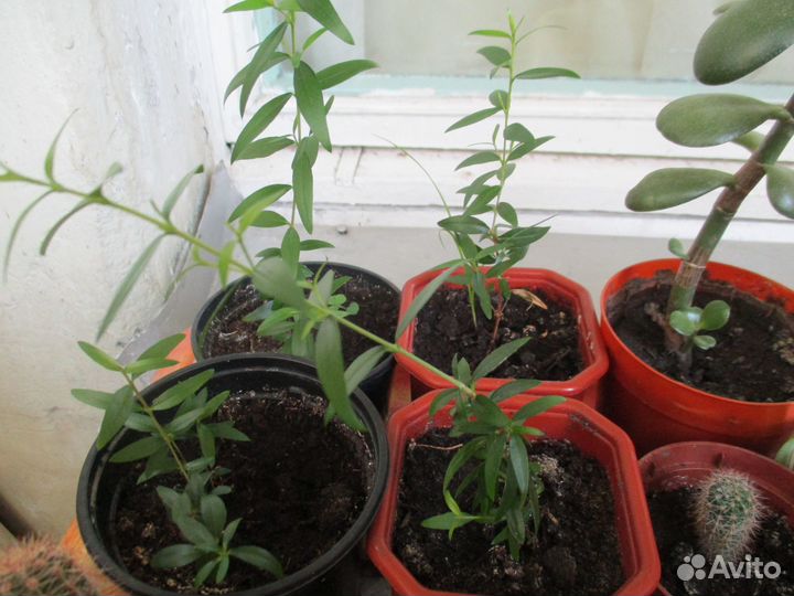 Домашние растения, мирт, пальмы, кофе и др