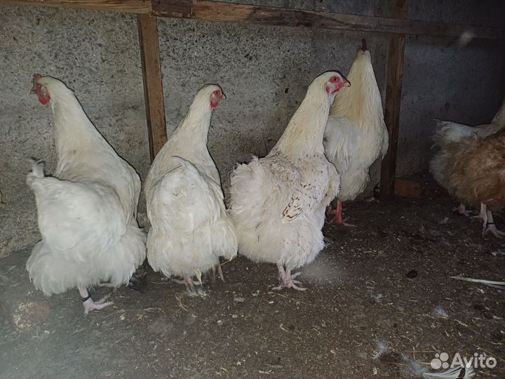 Куры Орпингтон