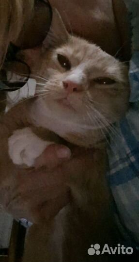 Ответственным хозяевам