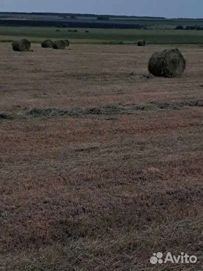 Сено. Люцерка + костер. 145 пресс