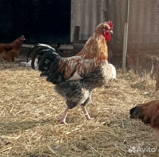 Куры и петухи брама