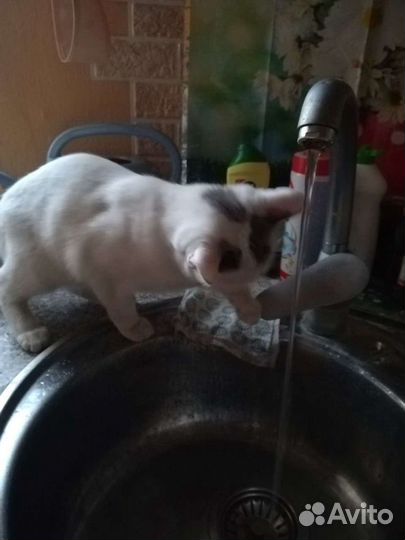 Кошки в добрые руки