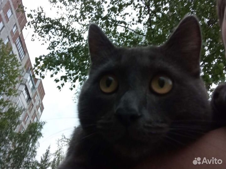 Одам кота бесплатно