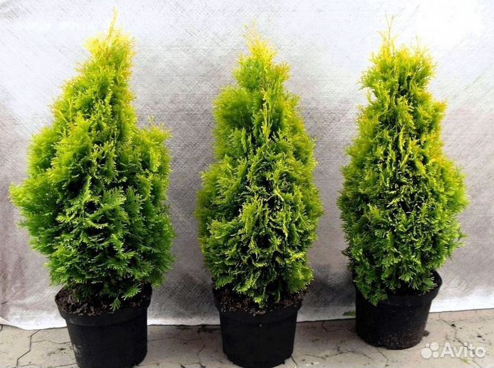 Туя из питомника