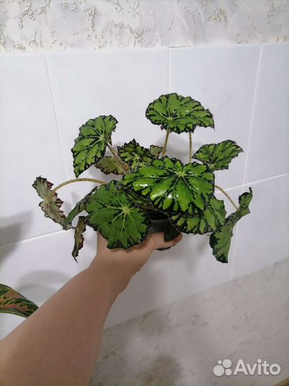 Комнатные цветы