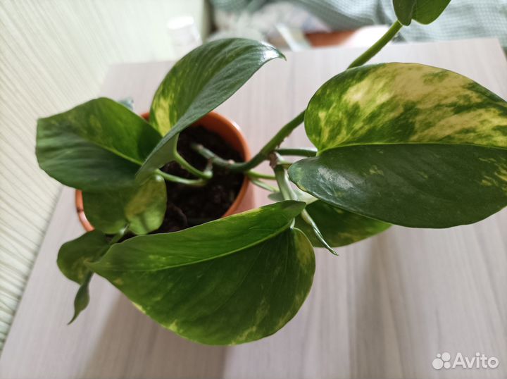 Цветок комнатный сциндапсус