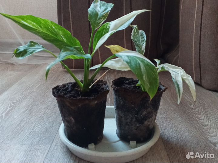 Спатифиллум