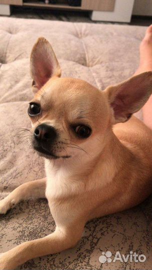 Вязка кобель чихуахуа
