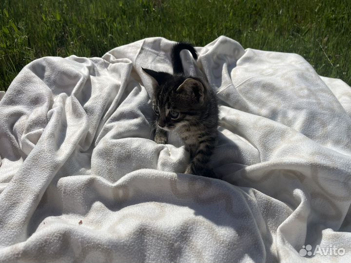 Котята