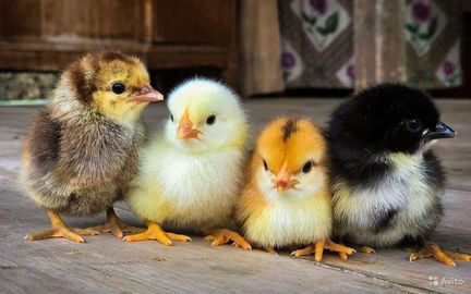 Продаём инкубационное яйцо Несушка, Утка, Индейка