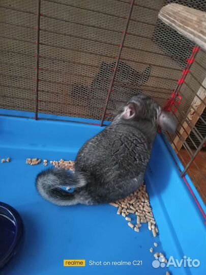 Пара шиншилл с клеткой