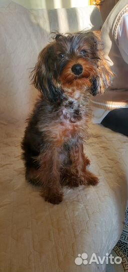 Собака йоркширский терьер девочка