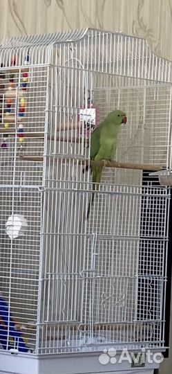 Ожереловый попугай