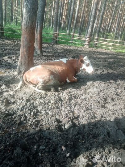 Животные коровы бык