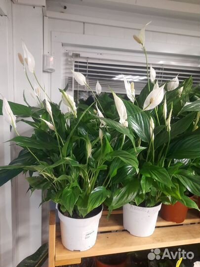 Комнатные растения