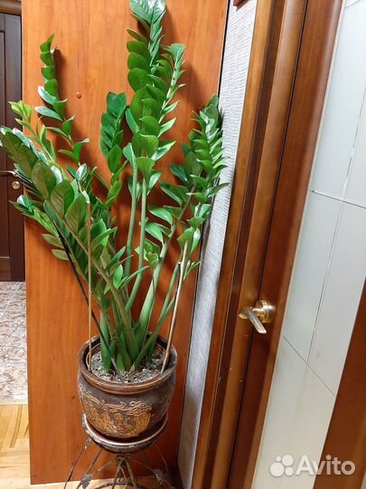 Замиокулькас. 140см