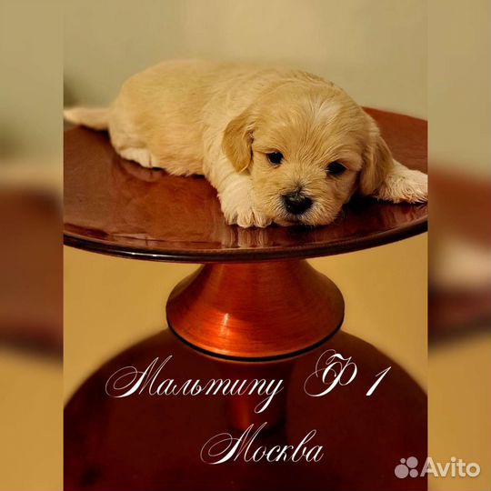 Мальтипу ф1 мини,стандарт