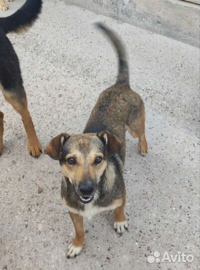 Собака в добрые руки