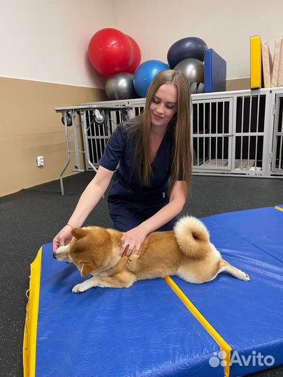 Реабилитация животных. Массаж собак. Кинезио