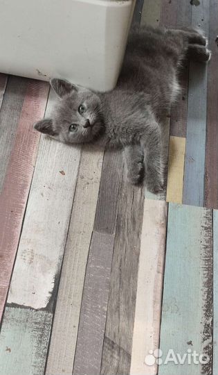 Кошки бесплатно