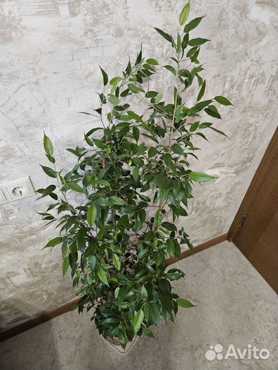 Фикус Бенджамина большой