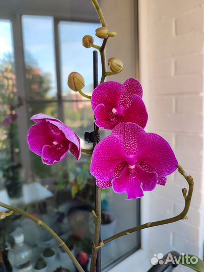 Орхидея фаленопсис Зоя (Galaxy), Melody, Персик