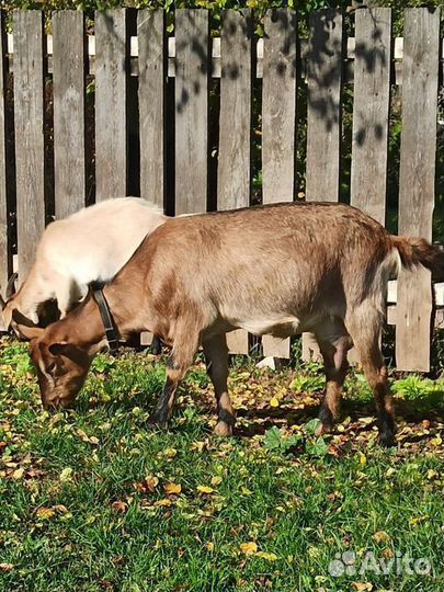 Продаю молочных коз