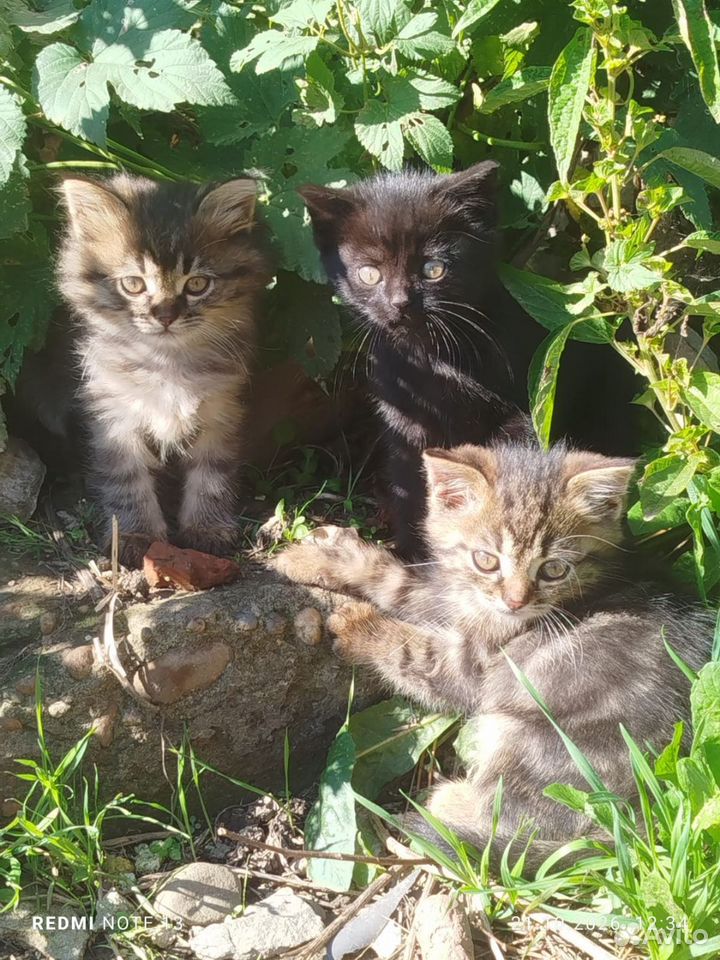 Котёнок в добрые руки, Краснодар