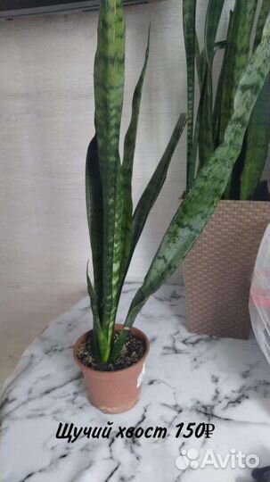 Комнатные цветы