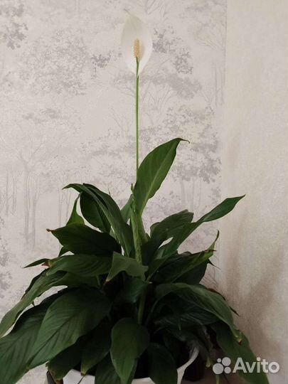 Рассада цветов