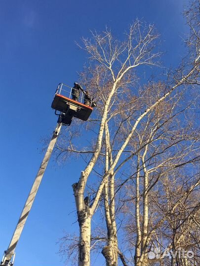 Спил деревьев