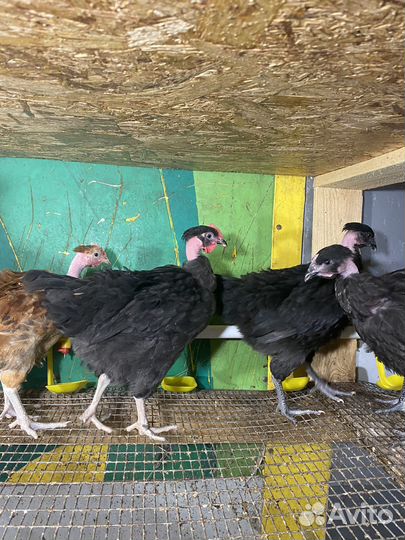 Петухи молодые породистые