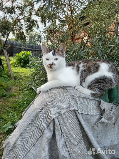 Кошка в дар бесплатно