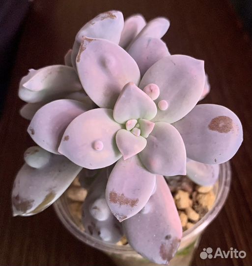 Graptopetalum superbum monstrose