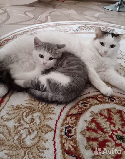 Котята в добрые руки