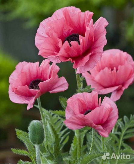 Мак декоративный