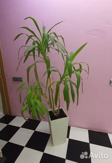 Драцена marginata, цветок пальма 120 см